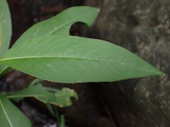 Persicaria barbata