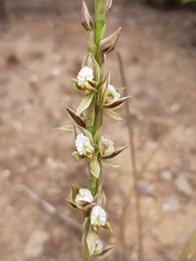Prasophyllum australe
