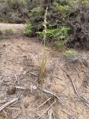 Prasophyllum australe