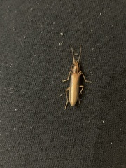 Thelyphassa lineata