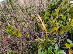 Strophanthus divaricatus