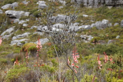 Amphithalea imbricata