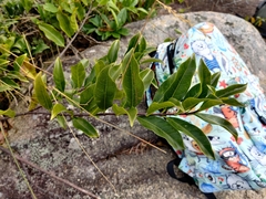 Strophanthus divaricatus