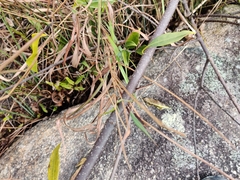 Strophanthus divaricatus
