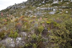 Amphithalea imbricata