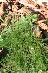 Festuca heterophylla