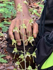 Eulophia spathulifera image