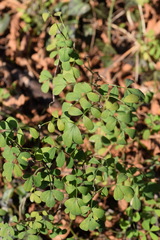 Hippocrepis emerus emerus