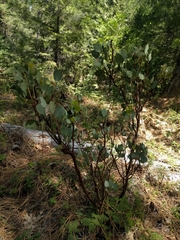 Arctostaphylos viscida