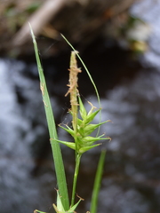 Carex lonchocarpa