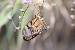 Athesis clearista