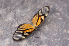Athesis clearista