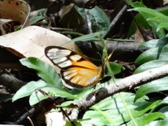 Athesis clearista