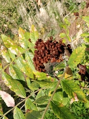 Rhus coriaria image