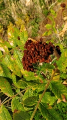 Rhus coriaria image