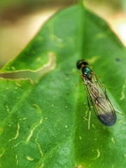 Ptecticus longipennis