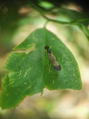 Ptecticus longipennis