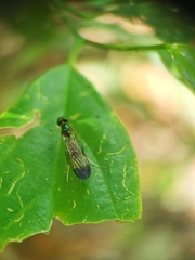 Ptecticus longipennis