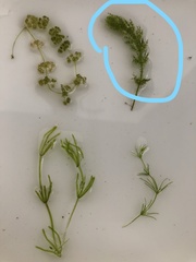 Chara fibrosa acanthopitys
