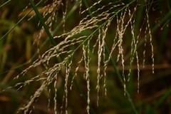 Poaceae