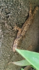 Hemidactylus