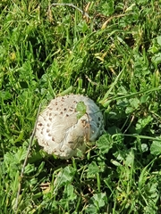 Saproamanita vittadinii