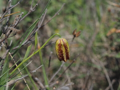 Fritillaria graeca