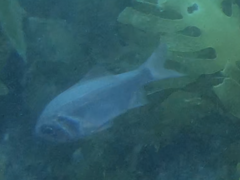 Paratrachichthys trailli