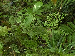 Hymenophyllum multifidum