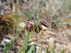 Fritillaria graeca