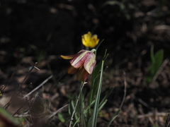 Fritillaria graeca