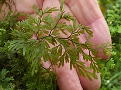 Hymenophyllum multifidum