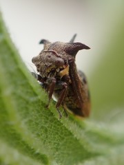Acanthuchus trispinifer