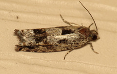 Pseudexentera spoliana