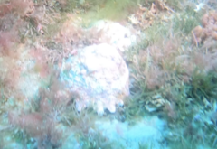 Astraea heliotropium