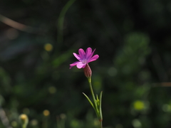 Silene cretica