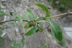 Lonicera pyrenaica