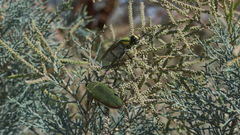 Steraspis squamosa