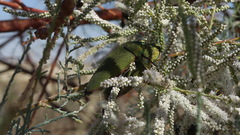 Steraspis squamosa