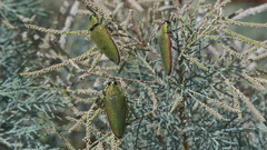 Steraspis squamosa
