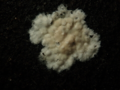 Cylindrobasidium laeve