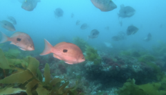 Caesioperca lepidoptera