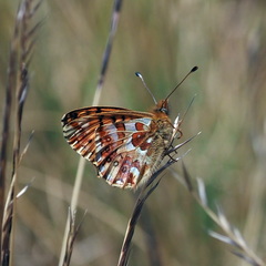Boloria graeca