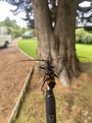 Phoracantha tricuspis