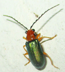 Spilocephalus intermedius