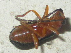Spilocephalus intermedius