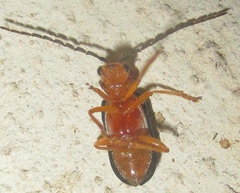 Spilocephalus intermedius