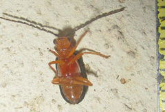 Spilocephalus intermedius