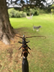 Phoracantha tricuspis