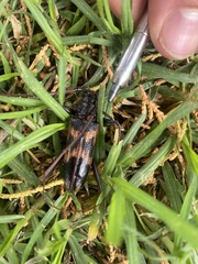 Phoracantha tricuspis